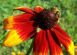Kwiat, Rudbekia, Owad, Pszczoła