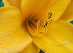 Kwiat, Żółty, Liliowiec, Pręciki, Makro