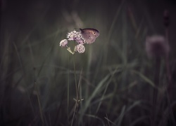 Motyl, Kwiat, Trawa