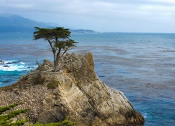 Cyprys wielkoszyszkowy, Atrakcja Lone Cypress, Pebble Beach, Zatoka Carmel Bay, Morze, Kalifornia, Stany Zjednoczone, Skała, Morze