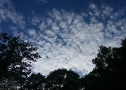 Chmury, Niebo, Drzewa
