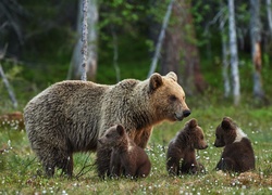 Niedźwiedzica, Młode, Las, Kwiatki