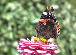 Motyl, Rusałka admirał, Kwiat, Cynia