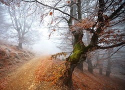 Droga, Drzewa, Liście, Mgła