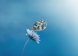 Kwiat, Motyl, Makro
