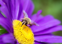 Fioletowy, Kwiat, Pszczoła, Makro