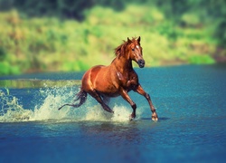 Koń, Bieg, Woda, Rozmycie
