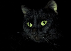 Czarny, Kot, Oczy