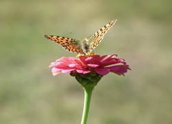 Motyl, Perłowiec malinowiec, Cynia
