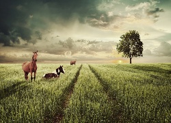 Konie, Pole, Drzewo, Słońce