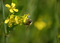 Glistnik jaskółcze ziele, Pszczoła