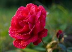 Kwitnąca, Róża, Krople, Rosa