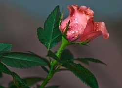 Kwiat, Róża, Krople
