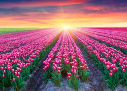 Tulipany, Różowe, Pole, Wschód słońca