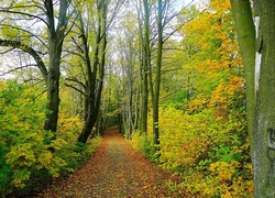 Ścieżka, Las, Jesień, Kolorowe, Liście