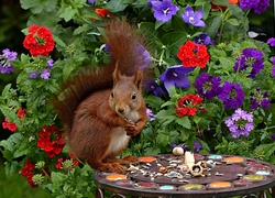 Wiewiórka, Kwiaty, Stolik, Jedzenie