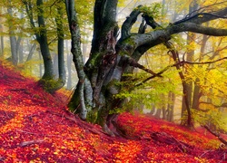 Las, Drzewa, Liście, Mgła, Kolorowa, Jesień