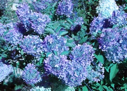 Hortensje, Niebieskie, Liście, Ogród