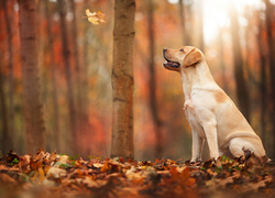 Pies, Labrador, Jesień, Las, Liście L