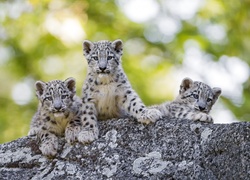 Trzy, Młode, Śnieżne, Leopardy, Bokeh