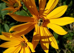 Pszczoła, Słonecznik ozdobny