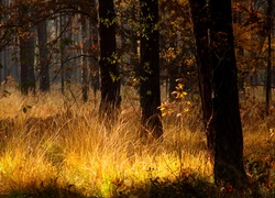 Las, Jesień, Trawy