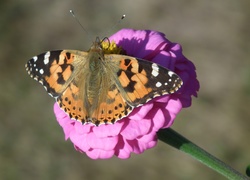 Motyl, Rusałka osetnik, Kwiat
