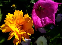 Żółte, Purpurowe, Kwiaty