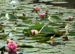 Przyroda, Kwiat Lilia wodna