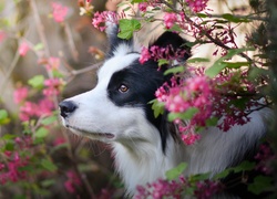 Pies, Border collie, Krzewy, Kwiaty