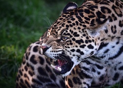 Jaguar, Kły