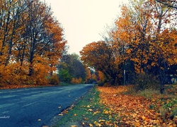 Droga, Jesień, Kolorowe, Liście