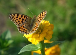 Motyl, Perłowiec malinowiec, Kwiat, Cynia