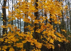 Las, Jesień, Żółte, Liście