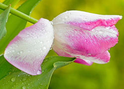 Tulipan, Biało, Różowy, Płatek, Krople