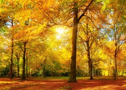 Park, Drzewa, Promienie, Słońca, Złota, Jesień