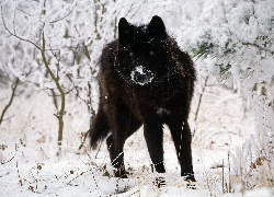 Czarny, Wilk, śnieg