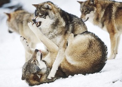 wilki, walka, śnieg