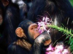 Szympans wąchający kwiatek