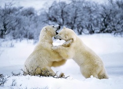 Niedźwiedzie, białe, śnieg, las