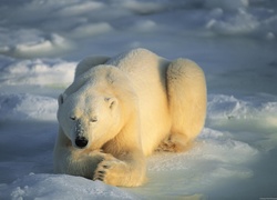 Niedźwiedź Polarny, Śpi