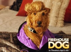 Firehouse Dog, pies, grzywa, kanapa