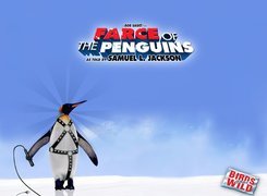 Farce Of The Penguins, pingwin, pejcz