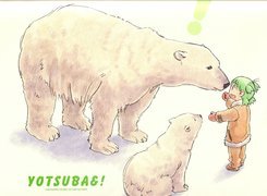 niedźwiedzie, dziecko, Yotsubato