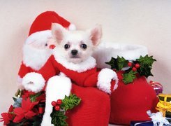 Mikołaj, Pies, Chihuahua