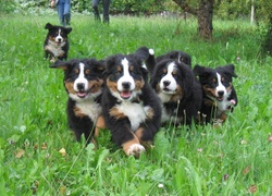 Berneńskie psy pasterskie, zielona, trawa