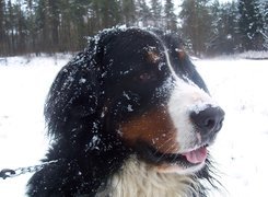 Berneński pies pasterski, śnieg