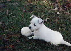 szczeniak, West Highland White Terrier, piłka