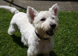 West Highland White Terrier, zielona, trawa