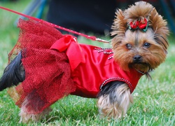 Yorkshire Terrier, czerwona, sukienka, kokardka